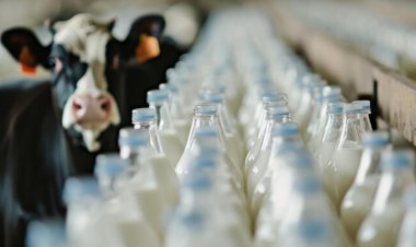 Global Milk Glut Pressures Dairy Markets, Raising Fears of Price Instability