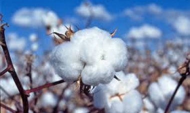 Government Removes Cotton Import Duty Ahead of New Harvest, A Shock for Farmers