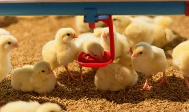 Wastelink Raises Rs 27 Cr from Avaana Capital to Strengthen Animal Feed Supply Chain