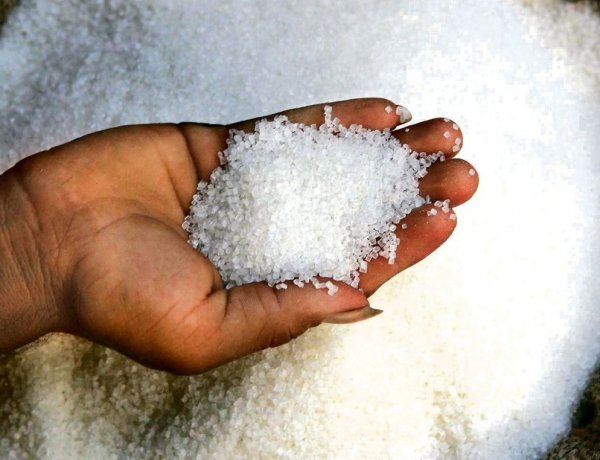 Sugar Ex-Mill Prices Drop to Rs 5,100 per Quintal After Record Highs as Supply Measures Take Effect