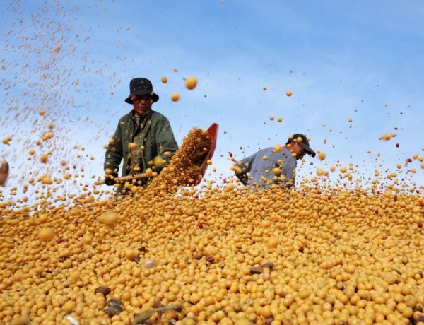 China Unlikely to Meet US Soybean Purchase Commitments, Trade Doubts Intensify