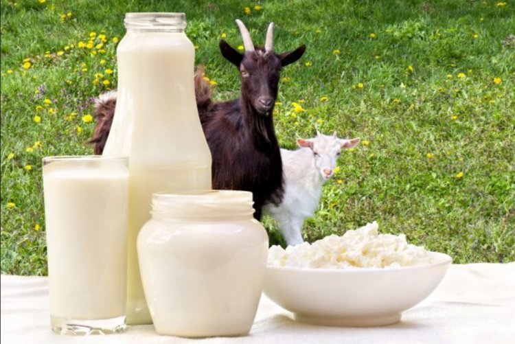Goat Milk: A Rising Star in the Global Dairy Industry