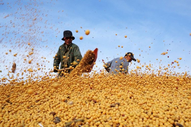 China’s Soybean Imports Hit Record Pace as Vietnam’s Feed Demand Surges on Livestock and Aquaculture Growth