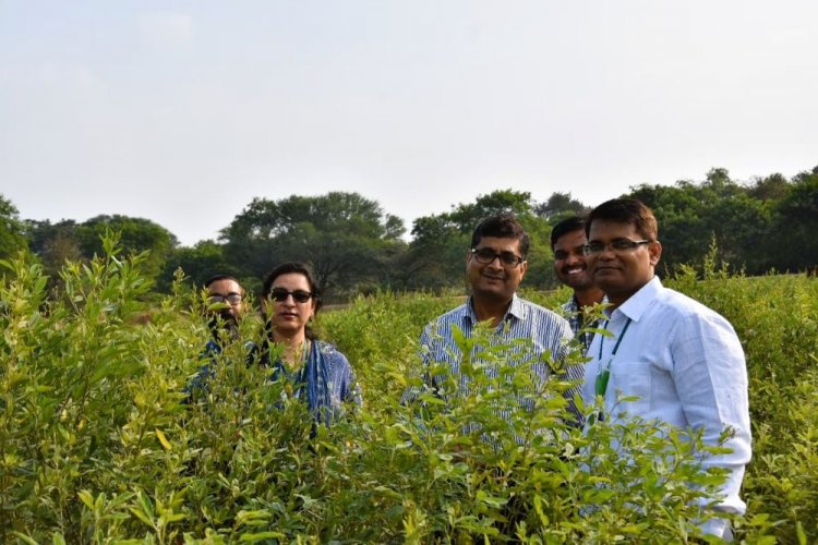 ICRISAT and Partners Discover New Gene linked to Sterility Mosaic Disease resistance in Pigeonpea