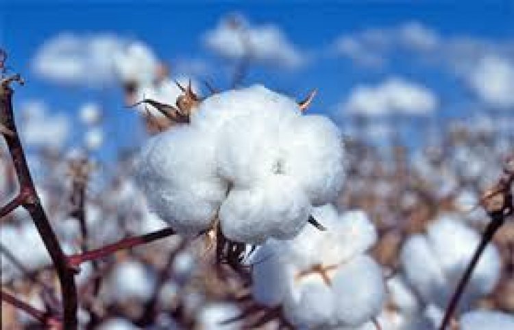 Government Removes Cotton Import Duty Ahead of New Harvest, A Shock for Farmers