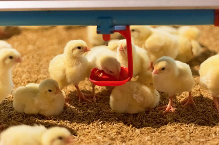 Wastelink Raises Rs 27 Cr from Avaana Capital to Strengthen Animal Feed Supply Chain