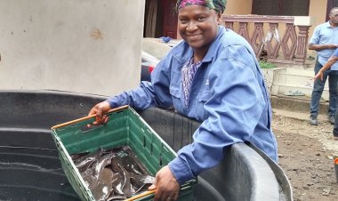 Cameroon’s Fish Farming Revolution: AfDB-Backed Project Boosts Production, Innovation and Livelihoods