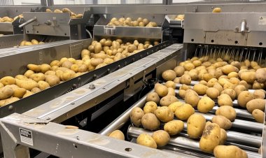 India’s Potato Power Play: Why It’s Time for a Processors Association