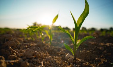 ICL and BioPrime Join Hands to Launch Soil and Crop Health Solutions in India