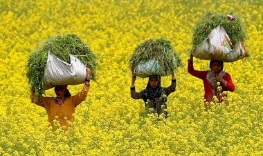 10 Eminent Agricultural Scientists Urge PM Modi to Expedite Clearance for GM Mustard