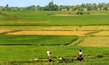 Are Small Farms More Productive? A New Study Challenges the Long-Held Belief
