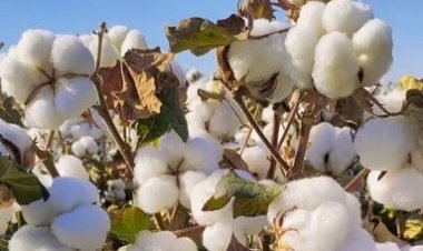 India’s Early Kharif Estimates Signal Modest Output Rise, but Several Key Crops Trail Last Year