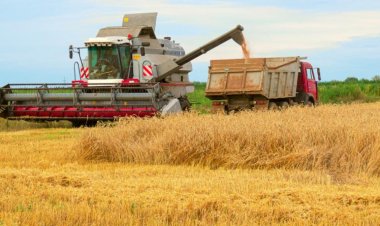 Russian Grain Sector Faces Deepening Crisis as Wheat Production and Exports Decline, Farmers Shifting to Sunflower