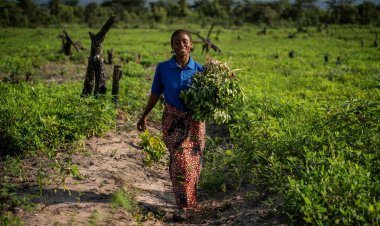 FAO Warns World Off Track on Half of Food and Agriculture-Related SDG Targets