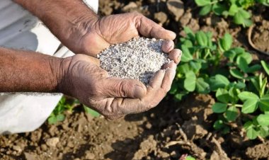 Crop Nutrients: Bio-Fertilizers as a Potential Source for Sustainable Nutrient Supply