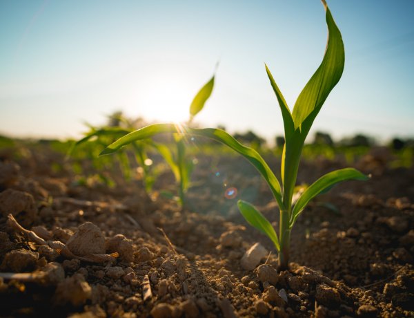 BioPrime® AgriSolutions secures Regulatory Approval for its Biostimulants Portfolio