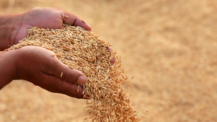 Centre Sets Rice Procurement Target at 463.50 LMT for KMS 2025-26, Focus on Millets Procurement