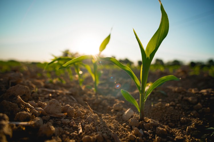 ICL and BioPrime Join Hands to Launch Soil and Crop Health Solutions in India