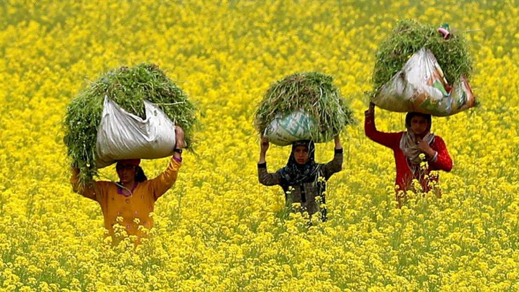 10 Eminent Agricultural Scientists Urge PM Modi to Expedite Clearance for GM Mustard