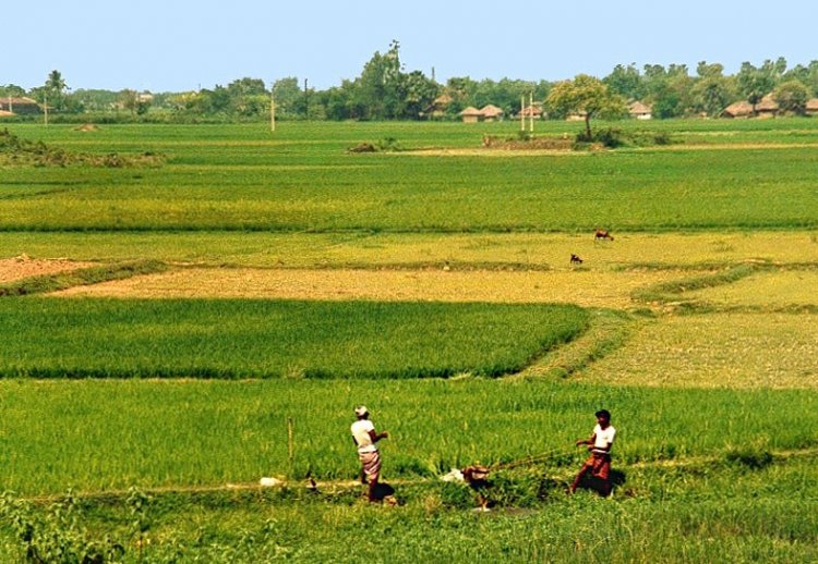 Are Small Farms More Productive? A New Study Challenges the Long-Held Belief