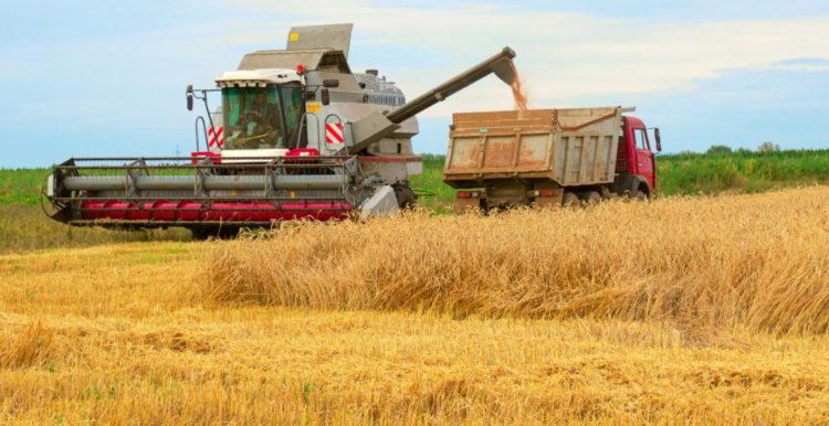 Russian Grain Sector Faces Deepening Crisis as Wheat Production and Exports Decline, Farmers Shifting to Sunflower