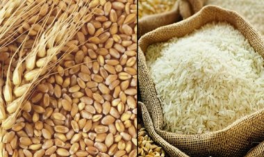 Global Food Prices Ease in September as Cereal Supplies Improve: FAO