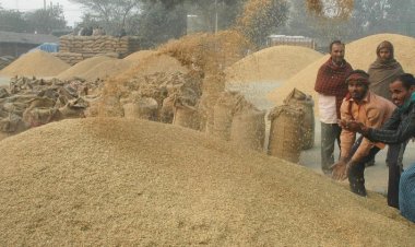 Govt Lifts Export Ban on De-Oiled Rice Bran, Industry Welcomes Move