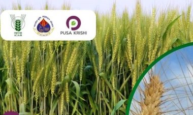 From Lab to Field: Four High-Yielding Wheat Varieties with Superior Heat and Disease Resistance