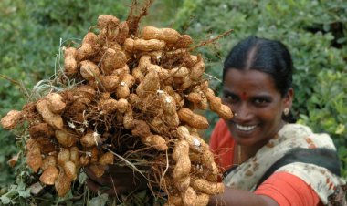 ICRISAT’s Groundnut Breeding Program Delivers Strong Yield Gains, Study Confirms