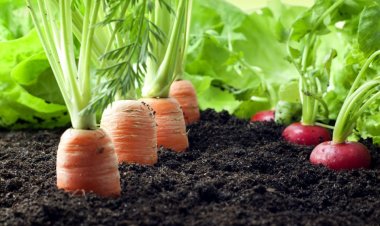 APEDA Suspends Accreditation and Imposes Penalties on 6 Organic Certification Bodies