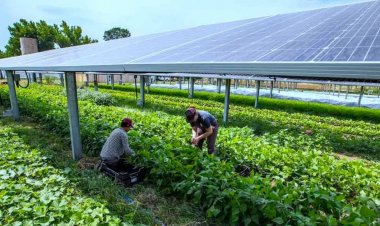 Agrivoltaics offers dual benefits: Boosting farm income and clean energy generation