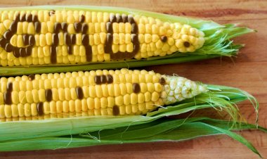 Rajasthan HC halts sale of GM foods until safety regulations are established