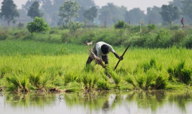 2025 Southwest Monsoon Most Spatially Skewed in 14 Years, CRISIL Report
