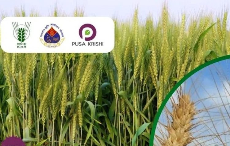 From Lab to Field: Four High-Yielding Wheat Varieties with Superior Heat and Disease Resistance