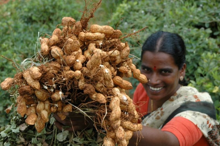 ICRISAT’s Groundnut Breeding Program Delivers Strong Yield Gains, Study Confirms