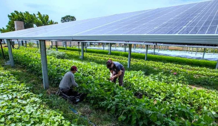 Agrivoltaics offers dual benefits: Boosting farm income and clean energy generation