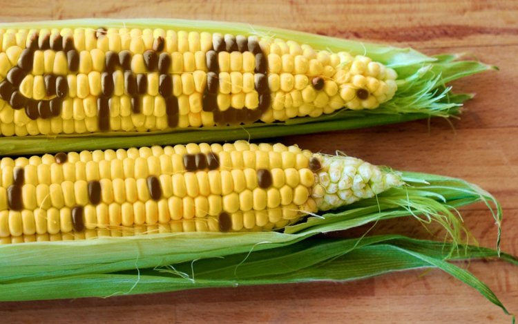 Rajasthan HC halts sale of GM foods until safety regulations are established