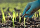 Nano Fertiliser Helps Cut Chemical Use, Boost Yields: University of Hyderabad