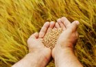 Draft Seeds Bill 2025 Proposes Fine Up to Rs 30 Lakh, Jail Term for Violations; Aims to Ensure Seed Quality and Farmer Protection