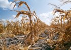 Disasters Cause $3.26 Trillion Loss to Global Agriculture; FAO Highlights Digital Tech as Key to Future Resilience