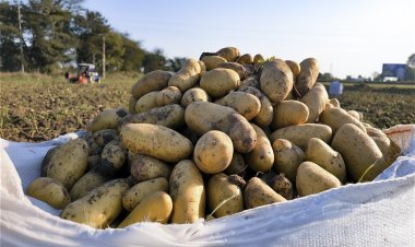 From Seed to Shelf: India's Quest for Quality in Processing-Grade Potato