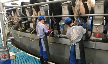 China Faces 42 Million Tonne Milk Surplus Amid Declining Demand