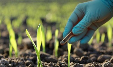 Nano Fertiliser Helps Cut Chemical Use, Boost Yields: University of Hyderabad