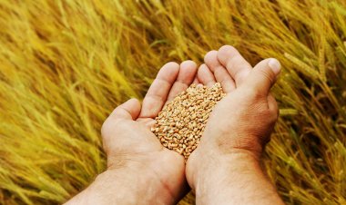 Draft Seeds Bill 2025 Proposes Fine Up to Rs 30 Lakh, Jail Term for Violations; Aims to Ensure Seed Quality and Farmer Protection