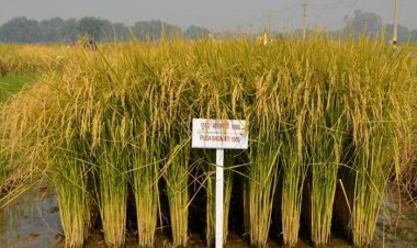 Amending India’s Plant Varieties and Farmers’ Rights Act