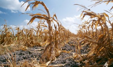 Disasters Cause $3.26 Trillion Loss to Global Agriculture; FAO Highlights Digital Tech as Key to Future Resilience