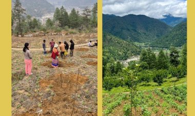 Multi-Layer Farming Drives Rural Economic Revival in North-East India