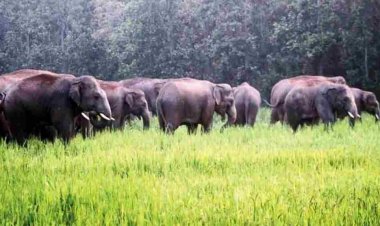 Wild Animal Attacks and Paddy Inundation Covered Under Fasal Bima Yojana