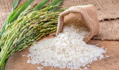 NZ, Kenya Courts Reject India’s Plea for Exclusive Basmati Rights Under TRIPS