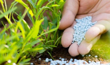 Global Fertilizer Use Rebounds but Prices Remain Volatile, FAO Warns
